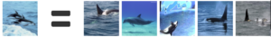 Killer whale